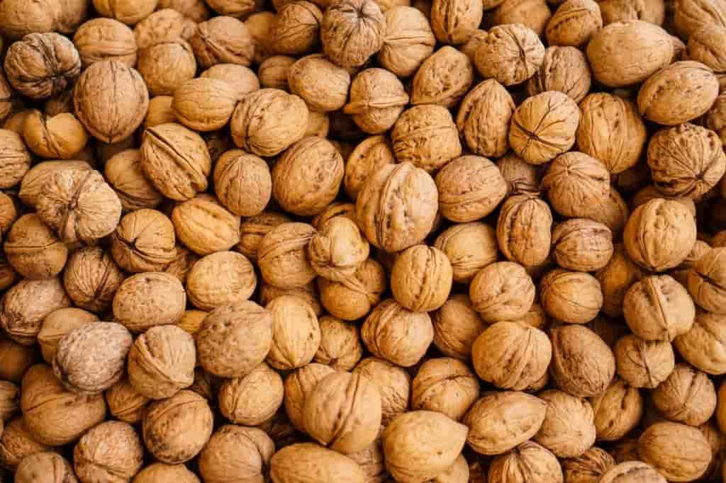 تصویر 3 از فروش گردو معروف همدان + قیمت خرید به صرفه